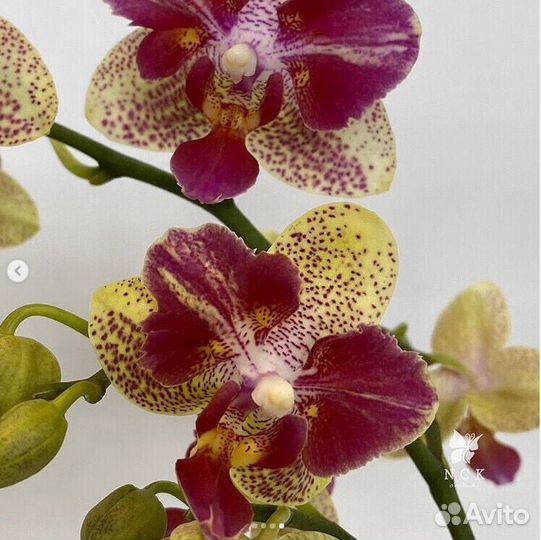 Орхидея фаленопсис Kaleidoscope