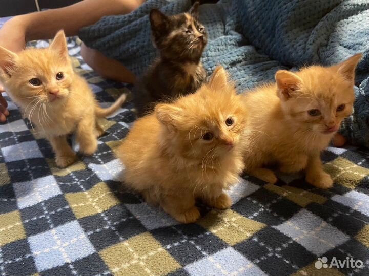Котята в добрые руки