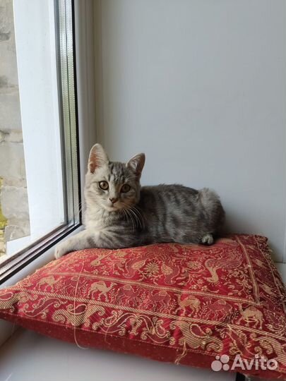 Котенок Гоша