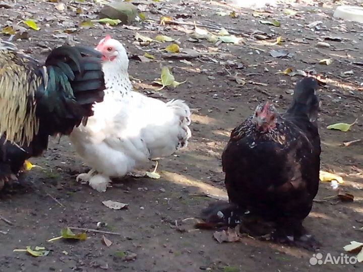 Мини куры и петухи