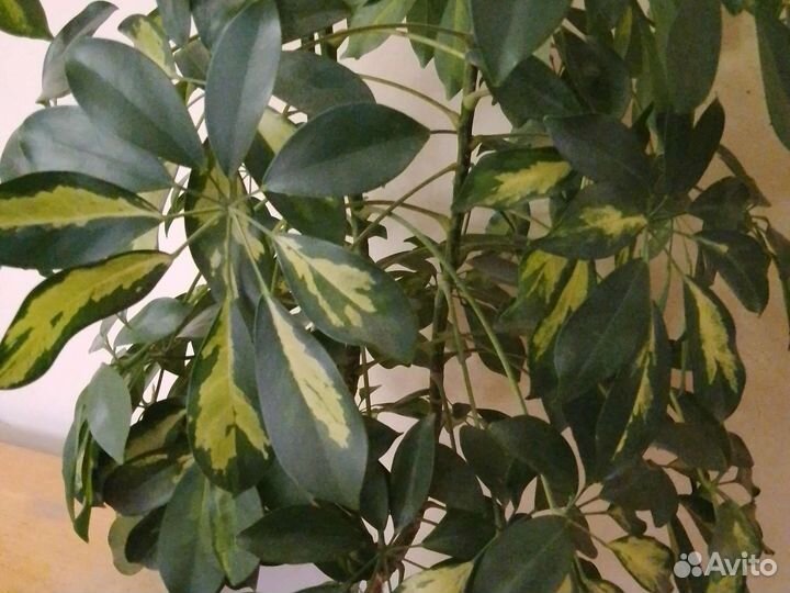 Шефлера Герда