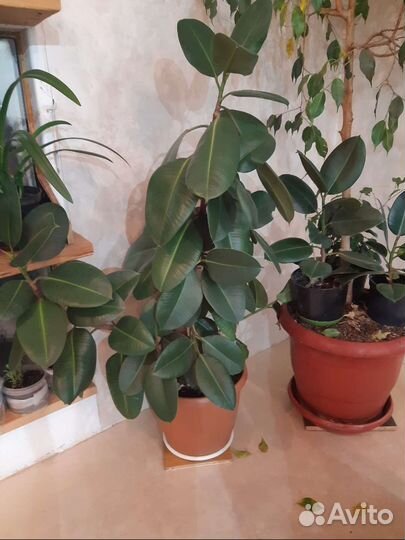 Фикусы разнообразные