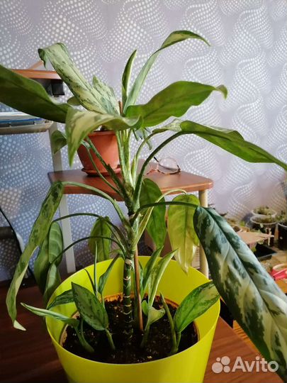 Комнатные растения