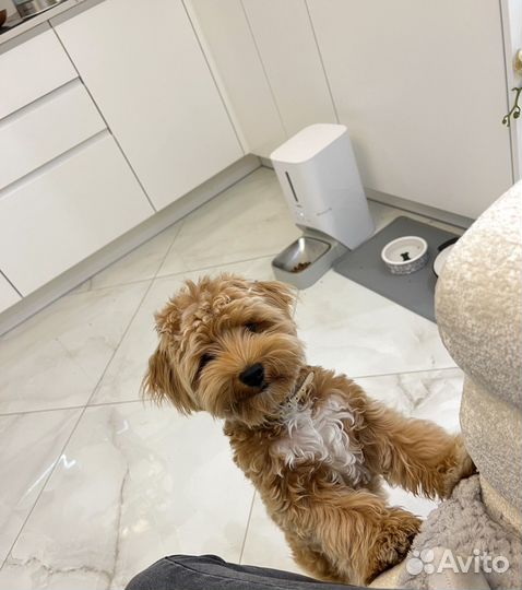 Умная автоматическая кормушка с Wi-Fi