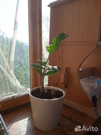 Замиокулькас