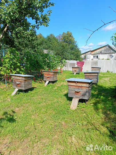 Улей с пчелами