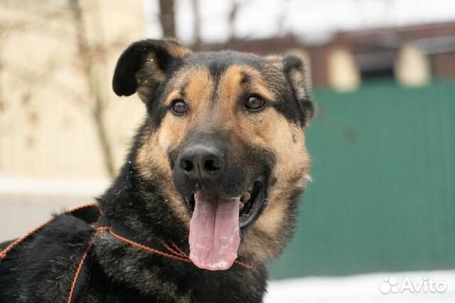 Статный красавец Дингл в добрые руки