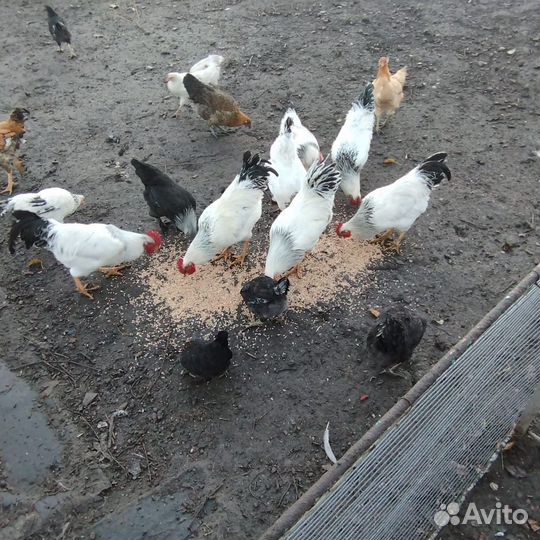 Куры