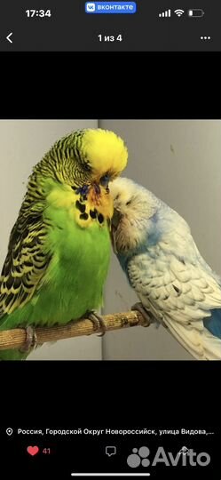 Попугаи ввп чехи