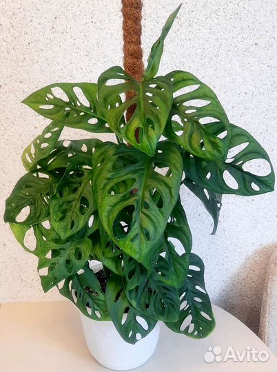 Монстера Манки Маск (Monstera Mankey Mask)