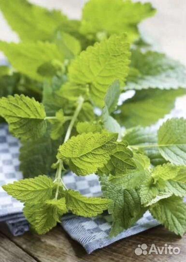 Продаю мяту