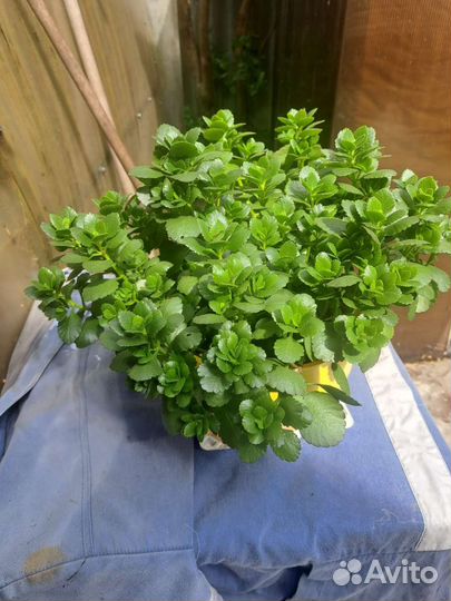 Толстянка, (денежное дерево), каланхоэ