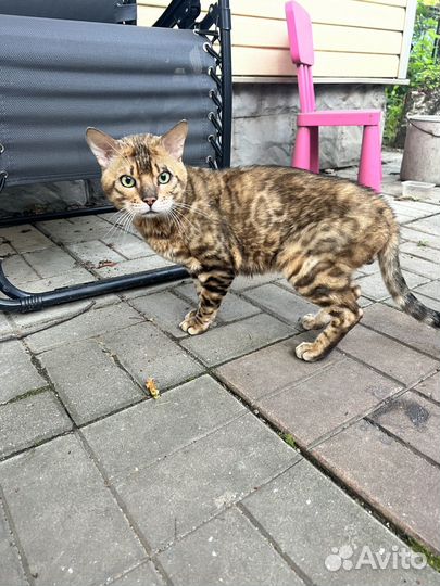 Кот бенгальский найден
