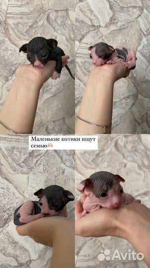 Канадский сфинкс котенок