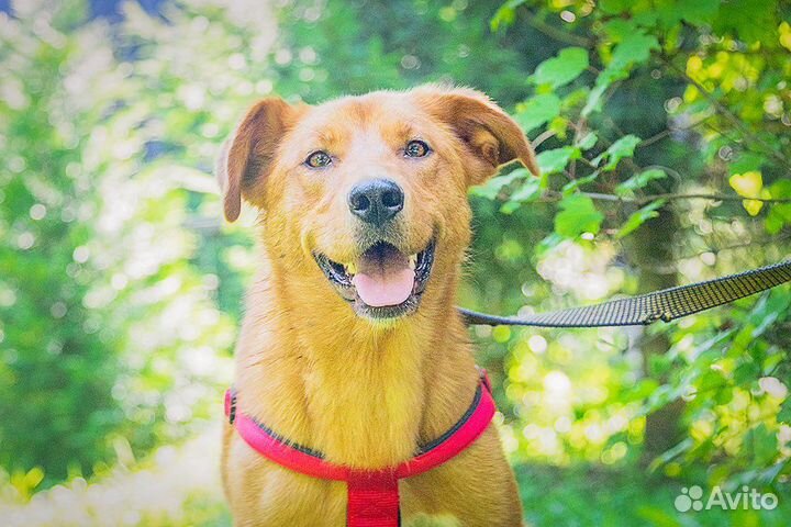 Солнечная Алиса ищет дом