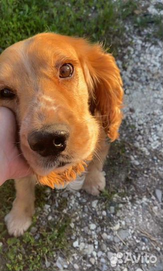 Кокер спаниель