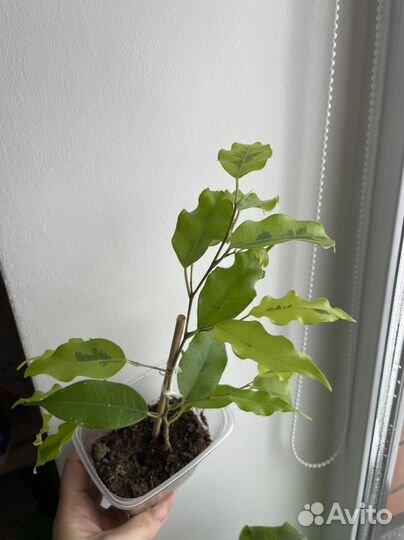 Фикус бенджамина