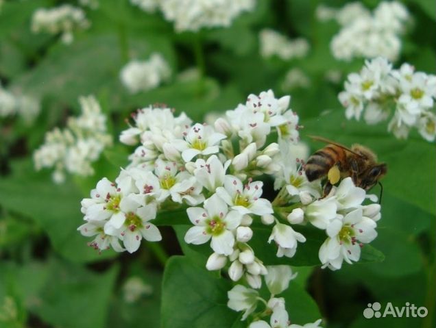 Мёд 2024 года натуральный опт