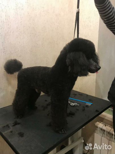 Груминг,триминг,модельная стрижка собак