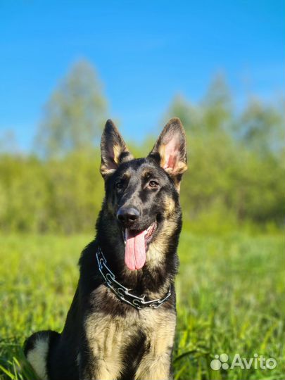 Подрощенные девочки но