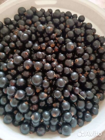 Черная смородина, дата сбора 23.07