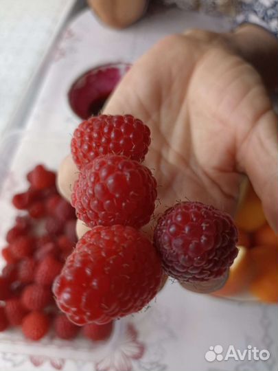 Саженцы малины