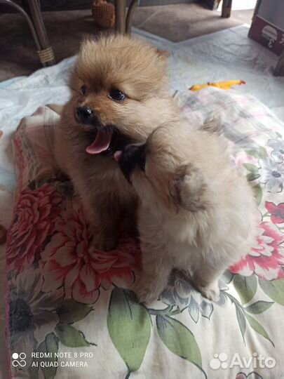 Щенки шпица