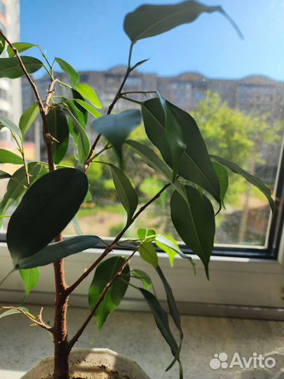 Фикус бенджамина