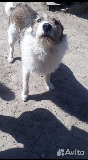 Собака в добрые руки отдам бесплатно