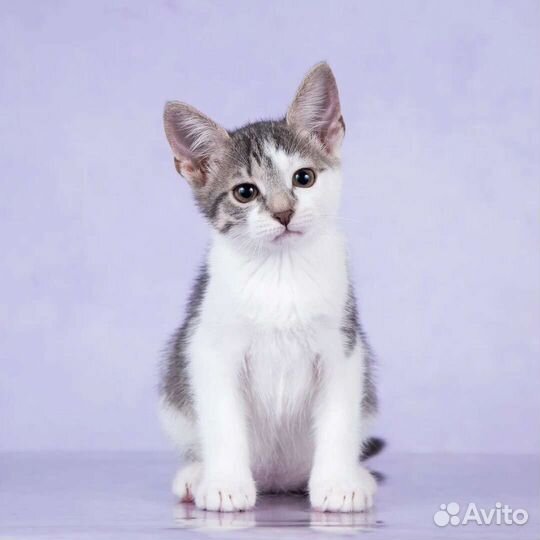 Весёлые и добрые котята ищут дом