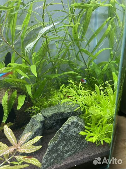 Аквариум с рыбками