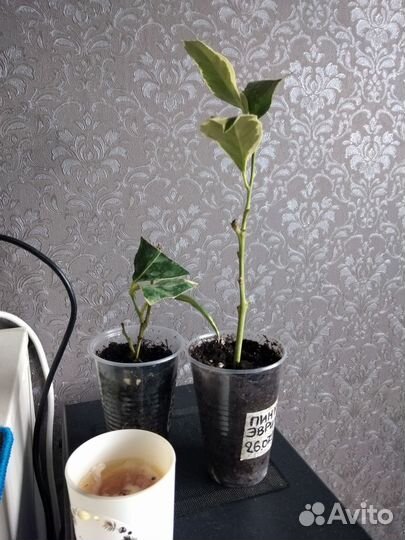 Лимон, апельсин вариегатные