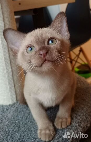 Шоколадный мальчик