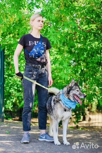 Собака из приюта Некрасовка