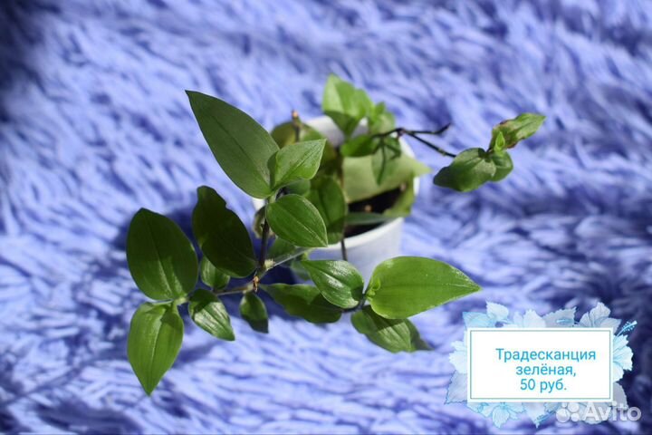 Комнатные цветы