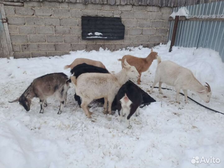 Айршир телочки и голштин