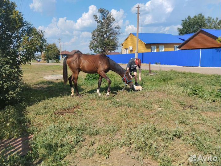 Полукровная английская верховая кобыла 1,4 г