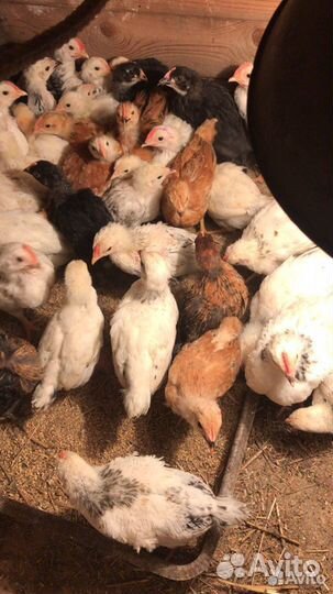 Куры домашние