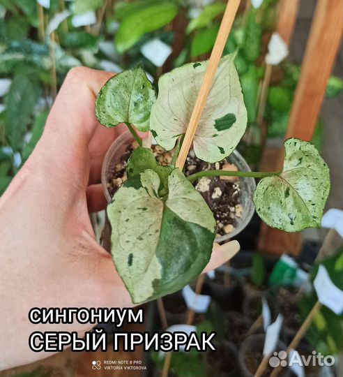 Сингониум Серый призрак