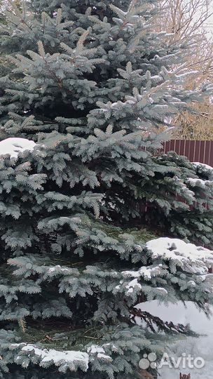 Ель голубая