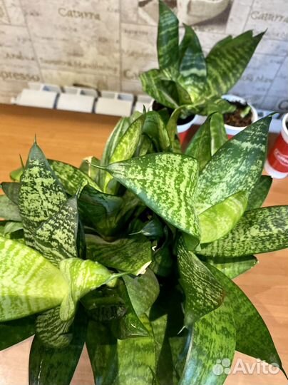 Сансевиерия (Тещин язык )