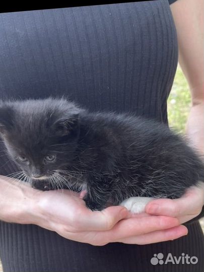 Котенок, девочка