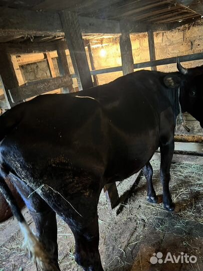 Корова дойная