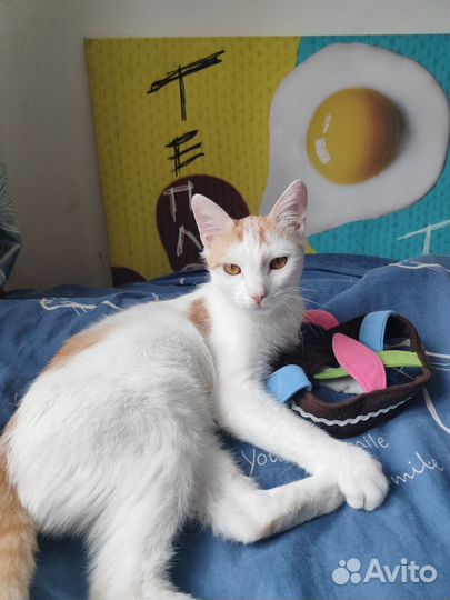 Котик подросток ищет дом