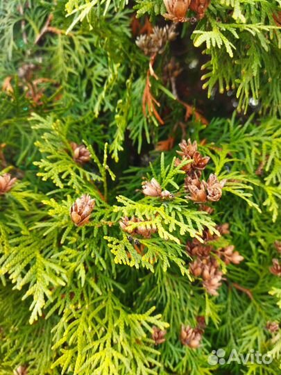 Туя 6 метров