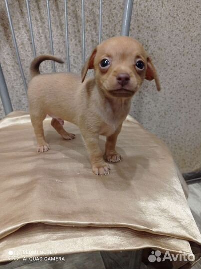 Той-терьер мальчик