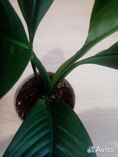 Спатифиллум сенсация