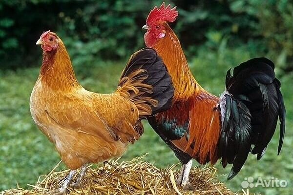 Инкубационное яйцо разных пород кур в Лобне