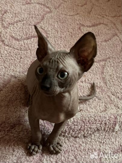 Канадский сфинкс