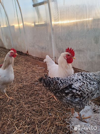 Молодые петухи